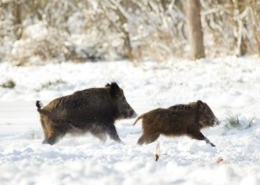 Driven-Boar-Hunting-Hungary