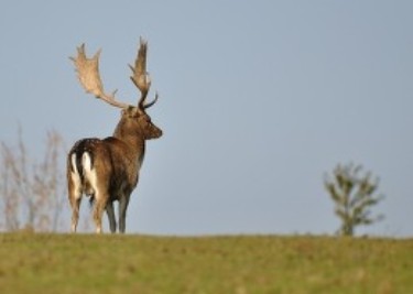 European-Fallow-Deer-Hunt