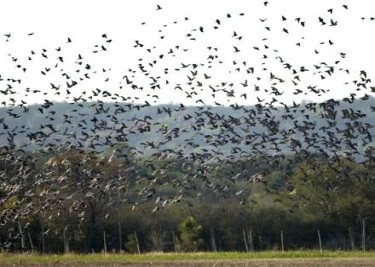 Argentina Dove Hunting - Los Chaanares 267